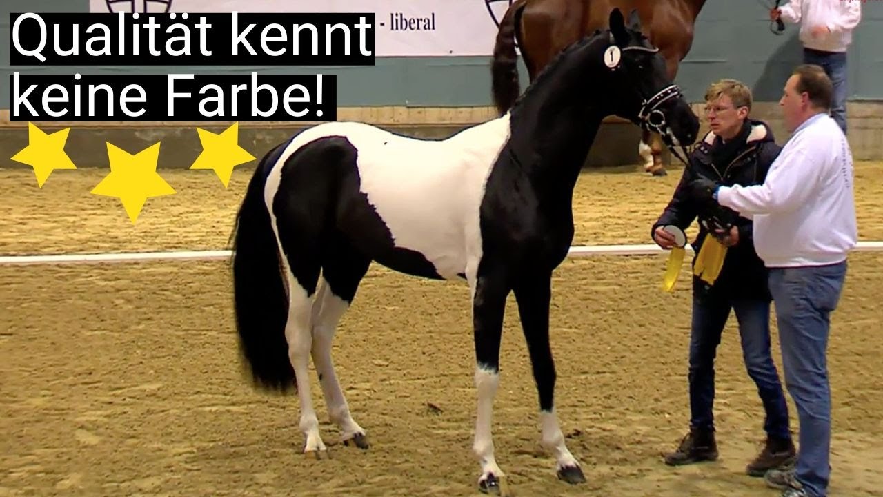 Qualität kennt keine Farbe! 😍 | Cadeau Noir x Blickpunkt | ZfdP Körung 2019