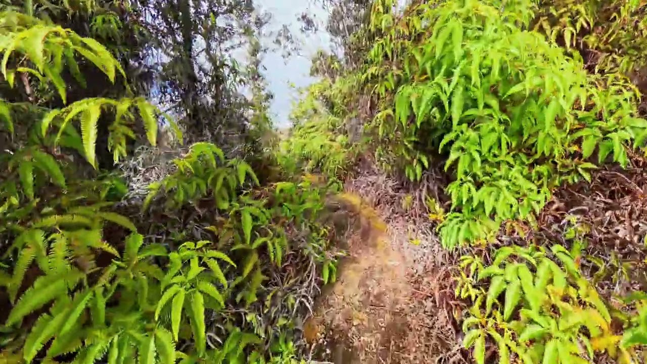 Kaumana Historic Trail, on the Big Island of Hawaii