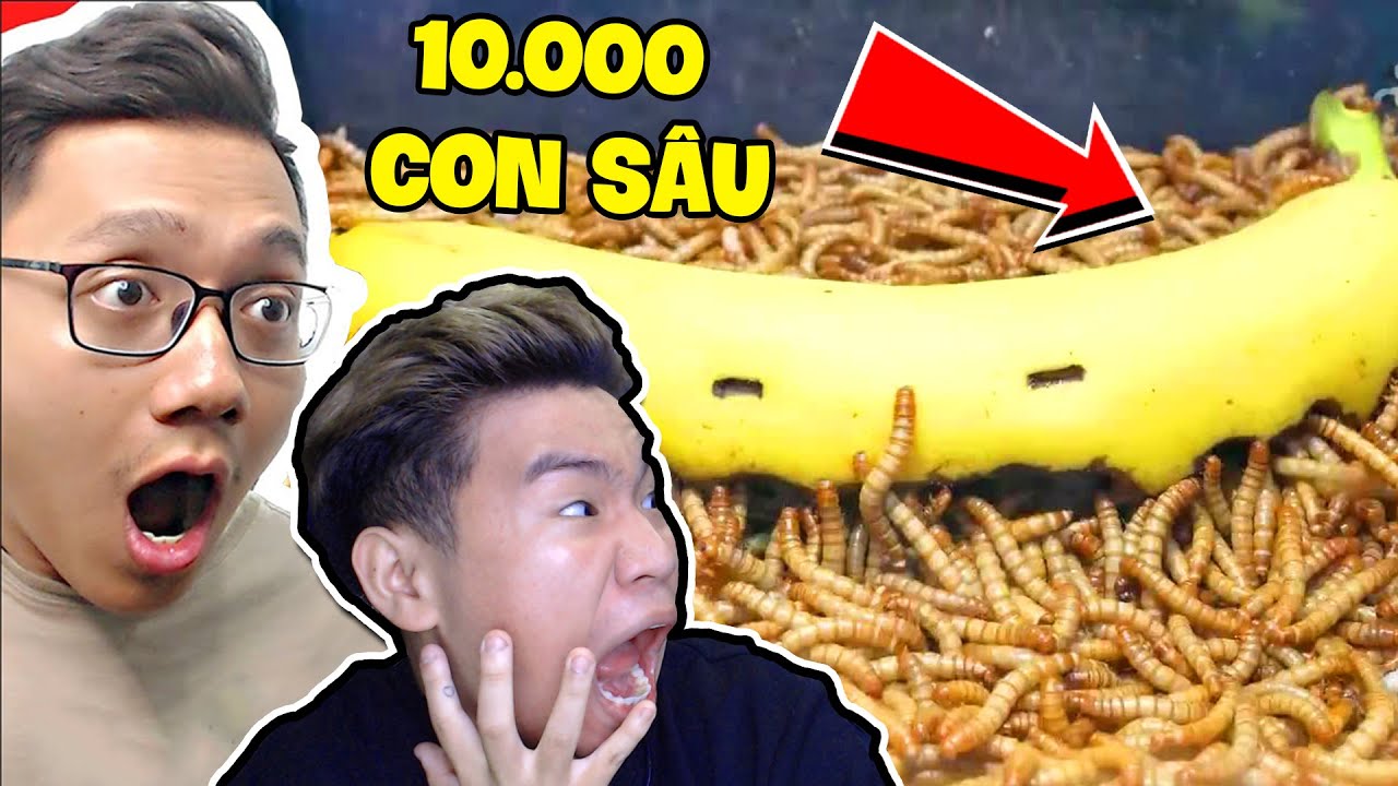 Mình Và @Sơn Đù  Khiếp Sợ Với 10000 Con Sâu Hủy Hoại Đồ Ăn