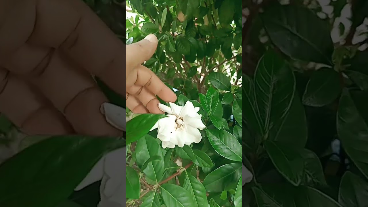 BUNGA CEMPAKA