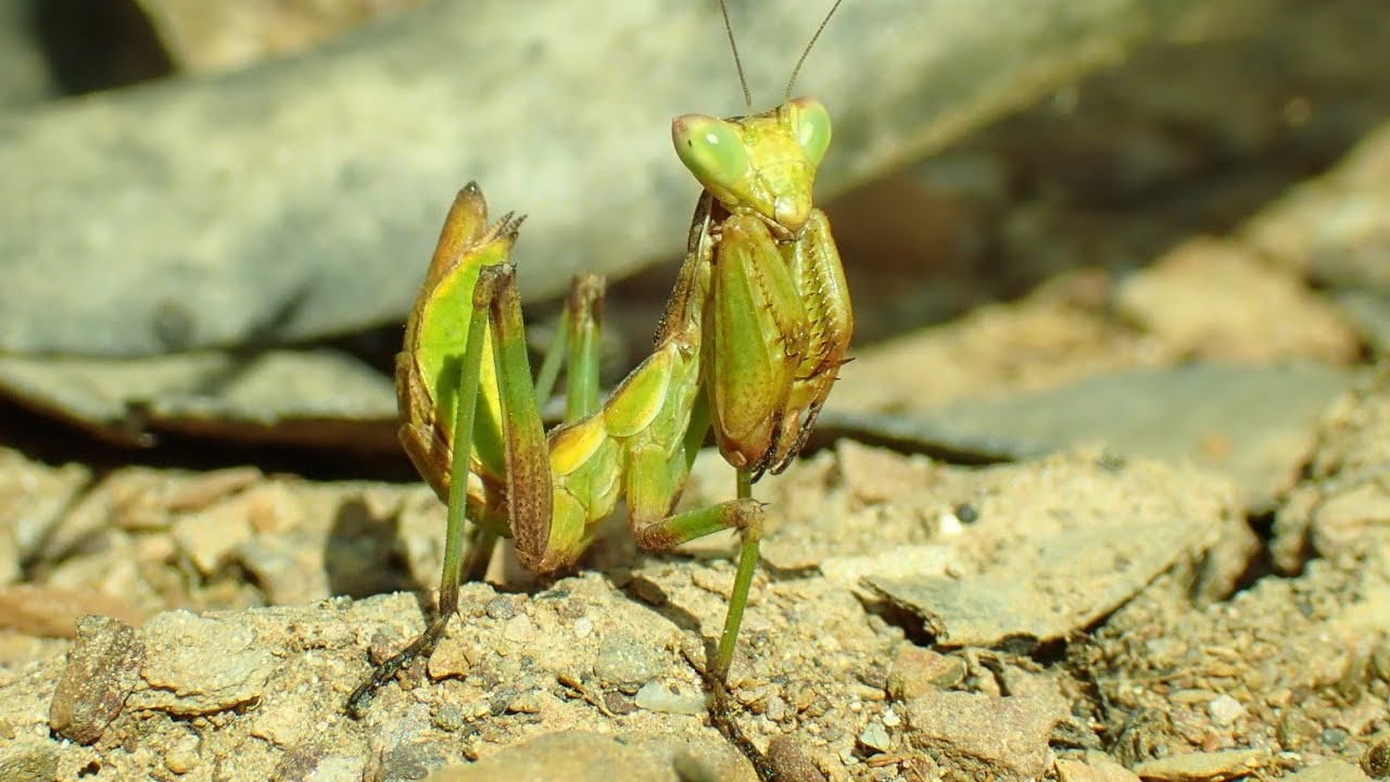 Dwergbidsprinkhaan/European dwarf mantis (Ameles spallanzania)