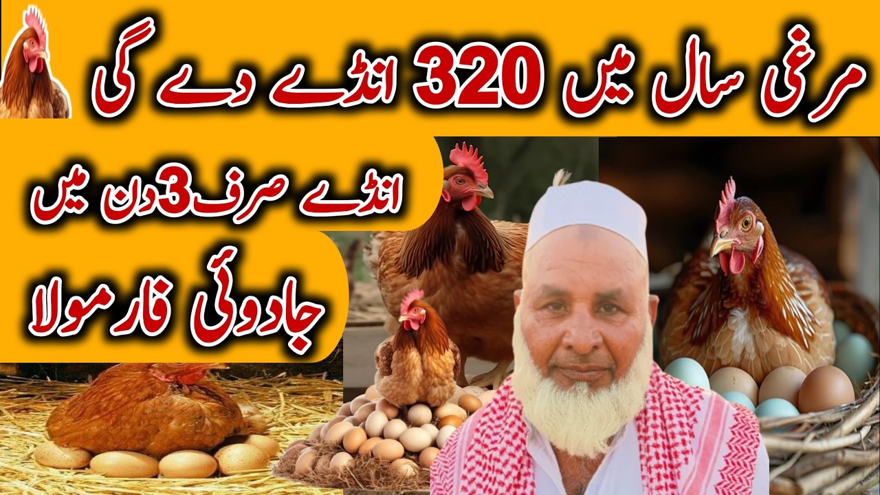 Sal mein 320 ande Dene wali murgi|Запустите птицеферму (и заработайте миллионы) в 2024 году. Подр...