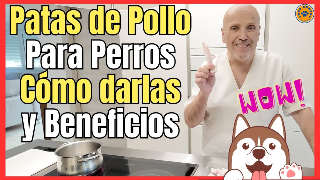 🔴 PATAS DE POLLO PARA PERROS, COMO DARLAS Y BENEFICIOS 🔴