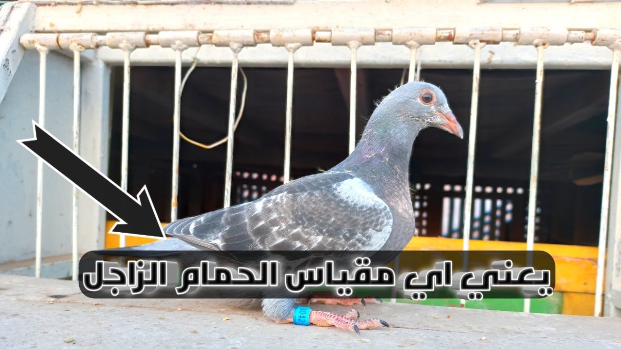 مقياس الحمام الزاجل