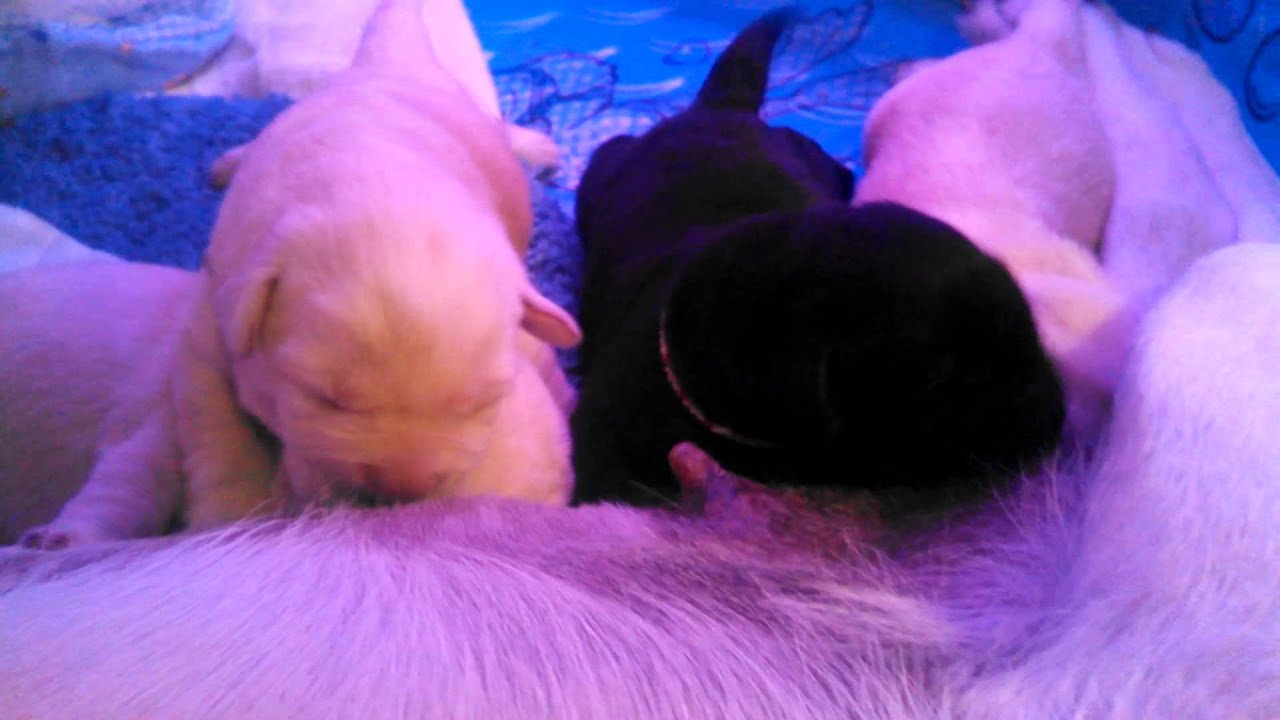 Three minutes of week old Labrador puppies nursing