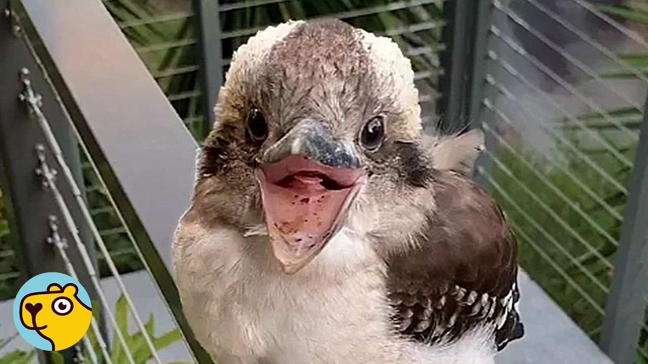 Baby Kookaburra Visits Her Favourite Human Every Day