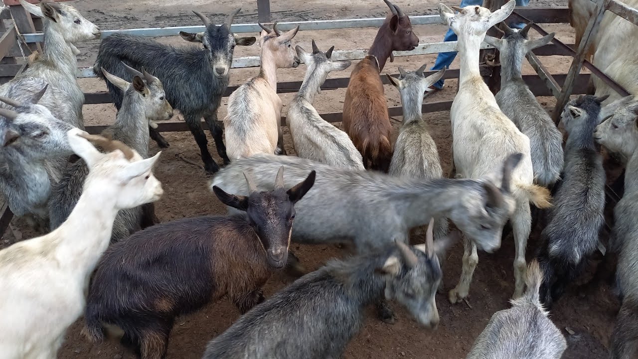 FEIRA DE CAPRINOS E OVINOS EM CAMPINA GRANDE-PB 12/02/2025