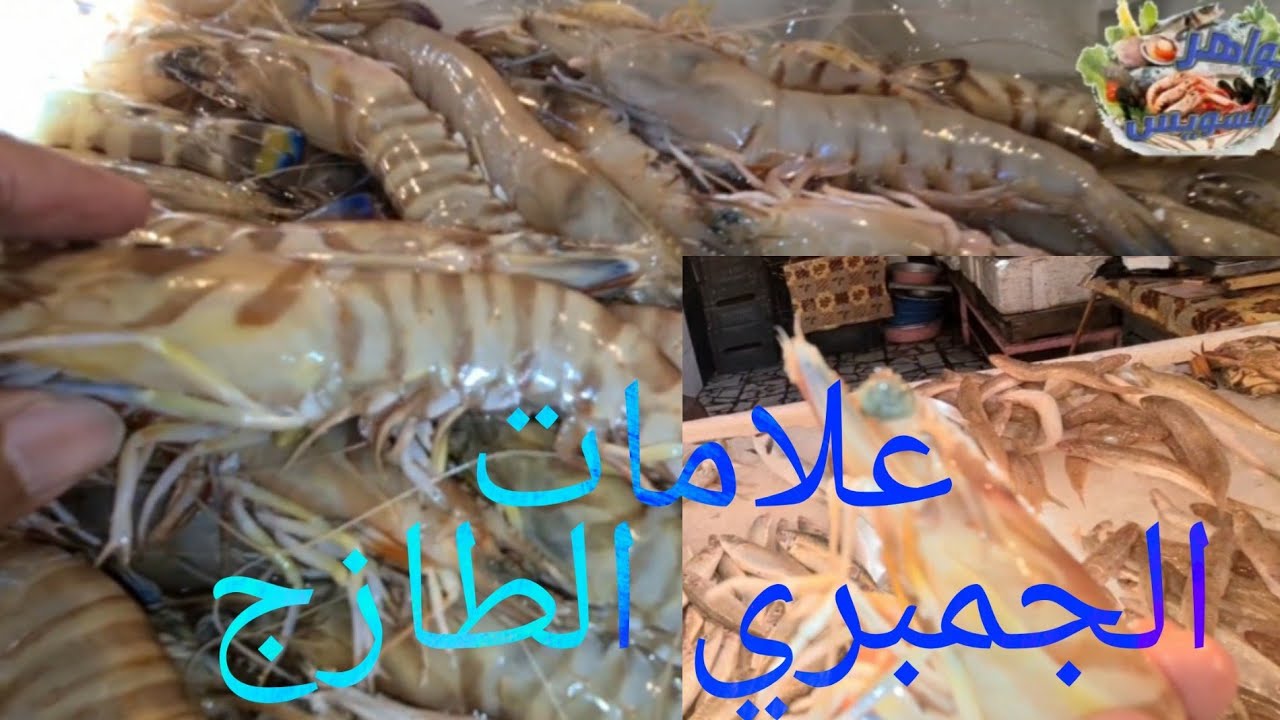 عم عبده هيعرفنا أزاي نفرق بين الجمبري 🦐🍤الطازج صيد اليوم ومواصفات وعلامات الجمبري البايت.حلقة السمك🐠
