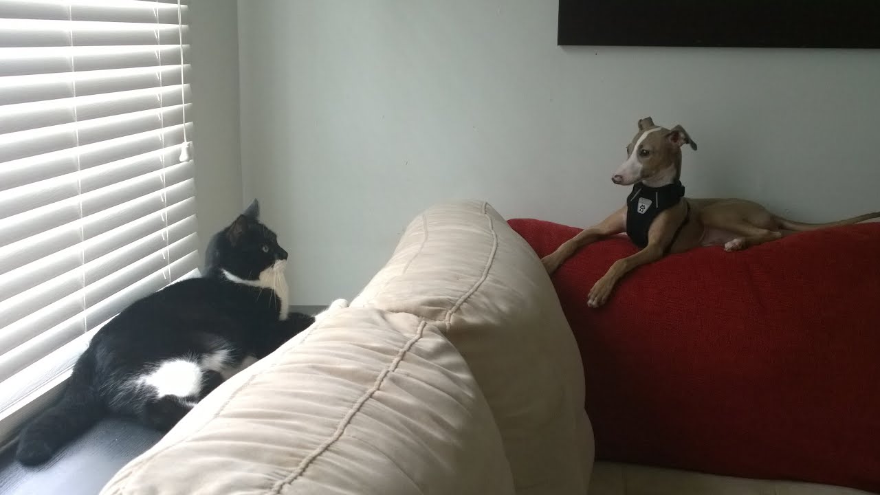 Italian greyhound puppy busts a move 💃 on the cat 🐱