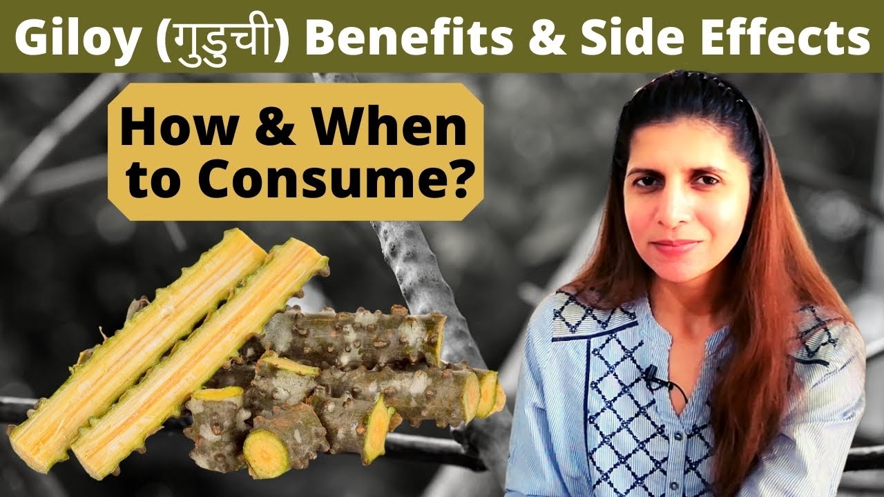 Giloy Benefits & Side Effects | Right Method of Consuming | How much & When to Consume गुडूची Hindi
