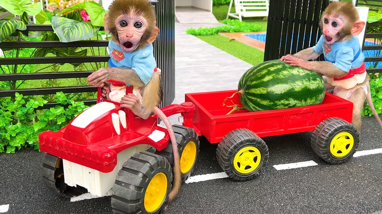 Monkey Baby Bon Bon harvest fruit in the farm and eat with the puppy and duckling at the garden