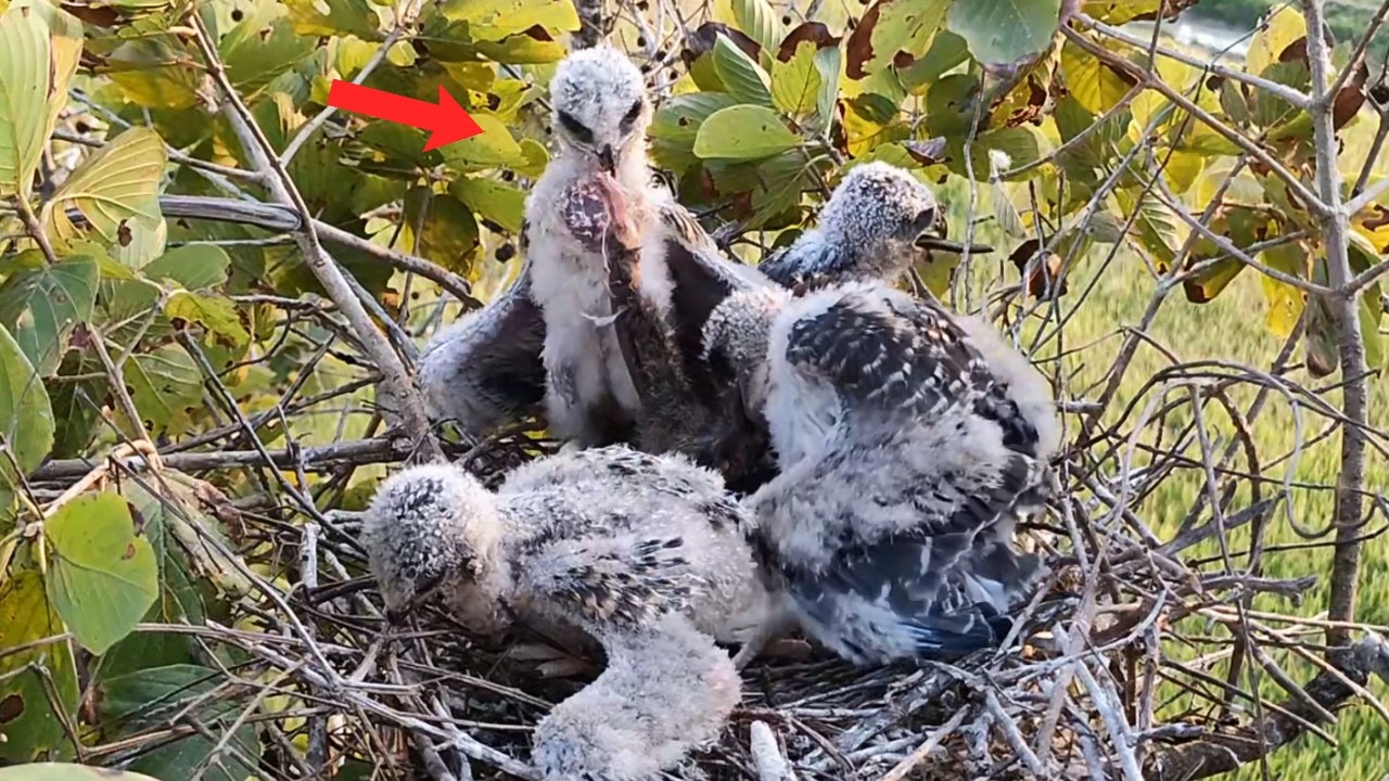 Because They Haven't Eaten Enough, The Chicks Struggle To Eat The Leftover Food