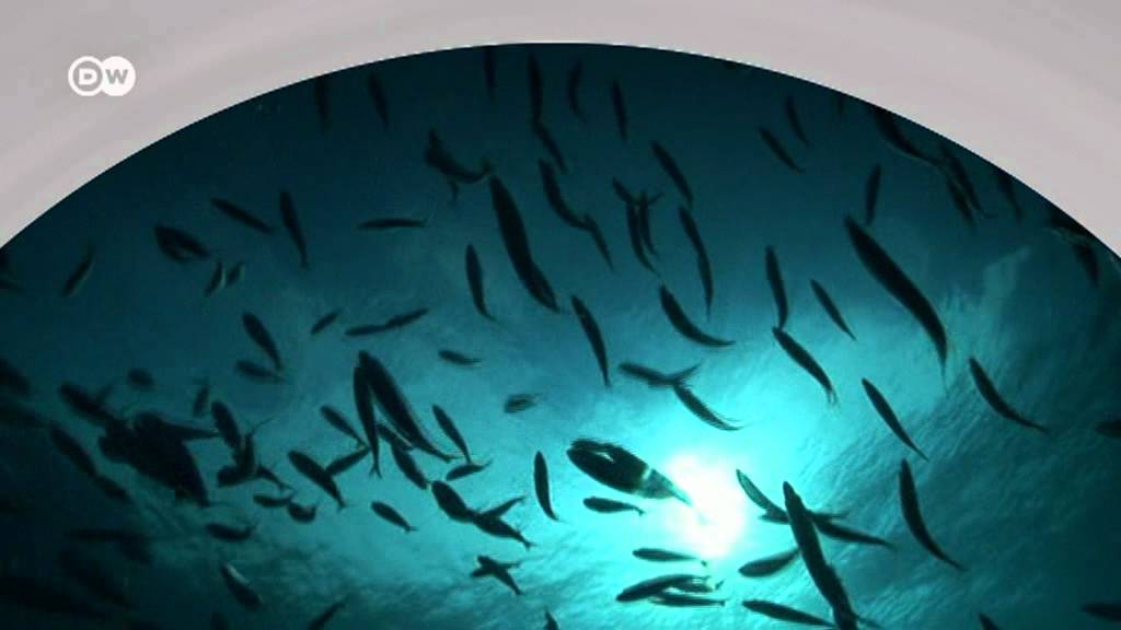 Was macht das Meer sauer? | Global Ideas