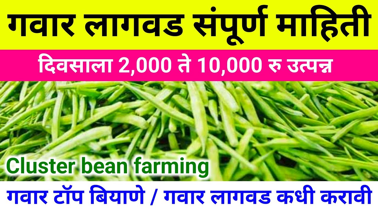गवार लागवड | दररोज 2000 रु उत्पन्न | गवार बियाणे | गवार खत औषधे फवारणी | Clusterbean | gavar lagwad
