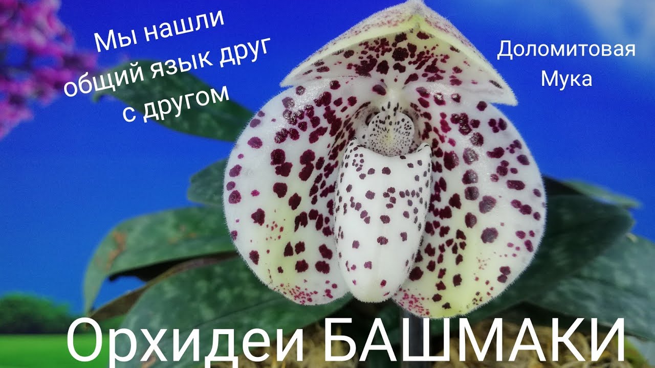 Ура мы любим друг друга с ПАФИОПЕДИЛУМАМИ Paphiopedilum bellatulum. Доломитовая мука идет на пользу