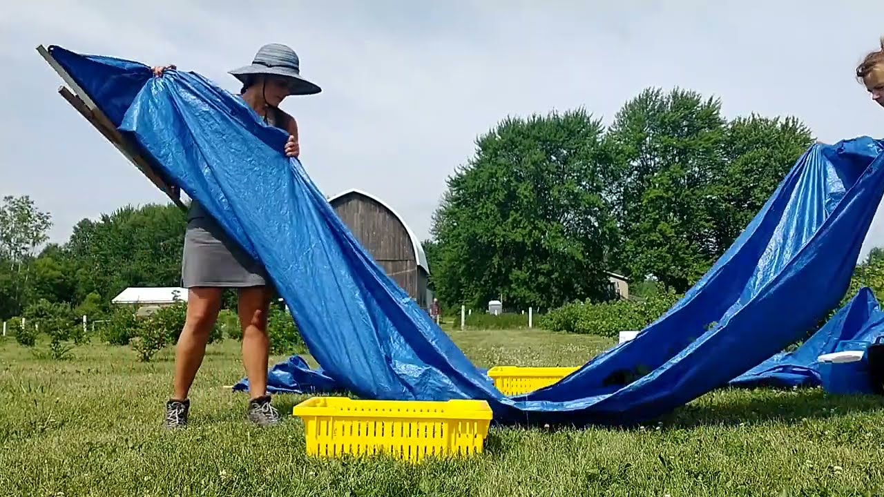 Harvesting black currants at Coon's Berry Farm in Coleman, Michigan USA