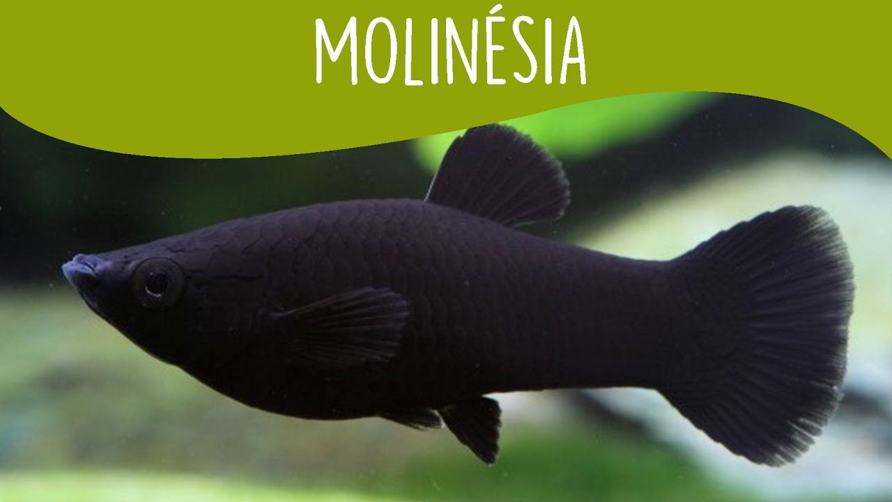 Molinésia (Molly) - Minha Fauna