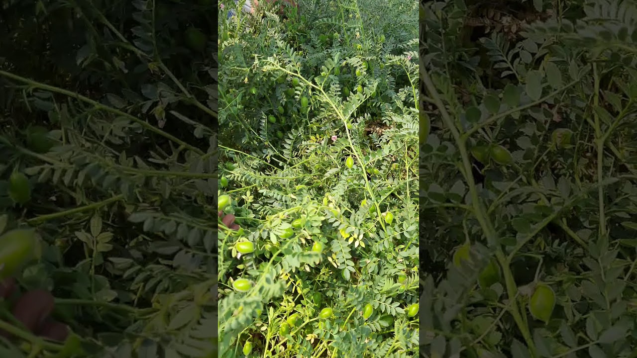 Daftari 21 chana (दफ्तरी 21 चना)