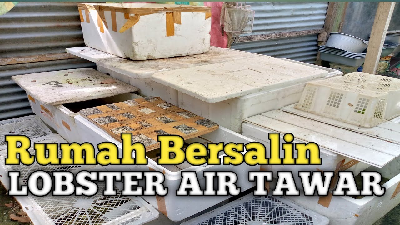 RUMAH BERSALIN LOBSTER AIR TAWAR [JURUS SUKSES BUDIDAYA LOBSTER]