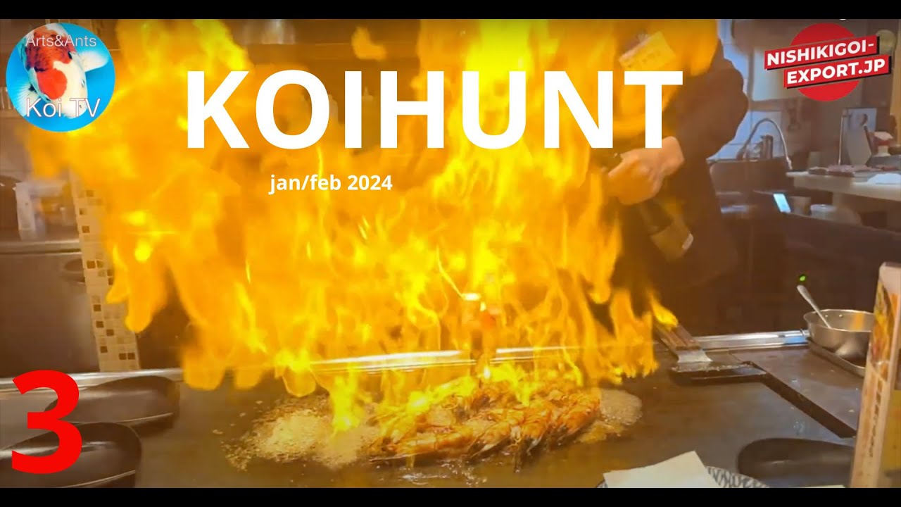 KoiHunt jan-feb 2024 deel  3 | Marusen Kobayashi, Kaneko koi farm