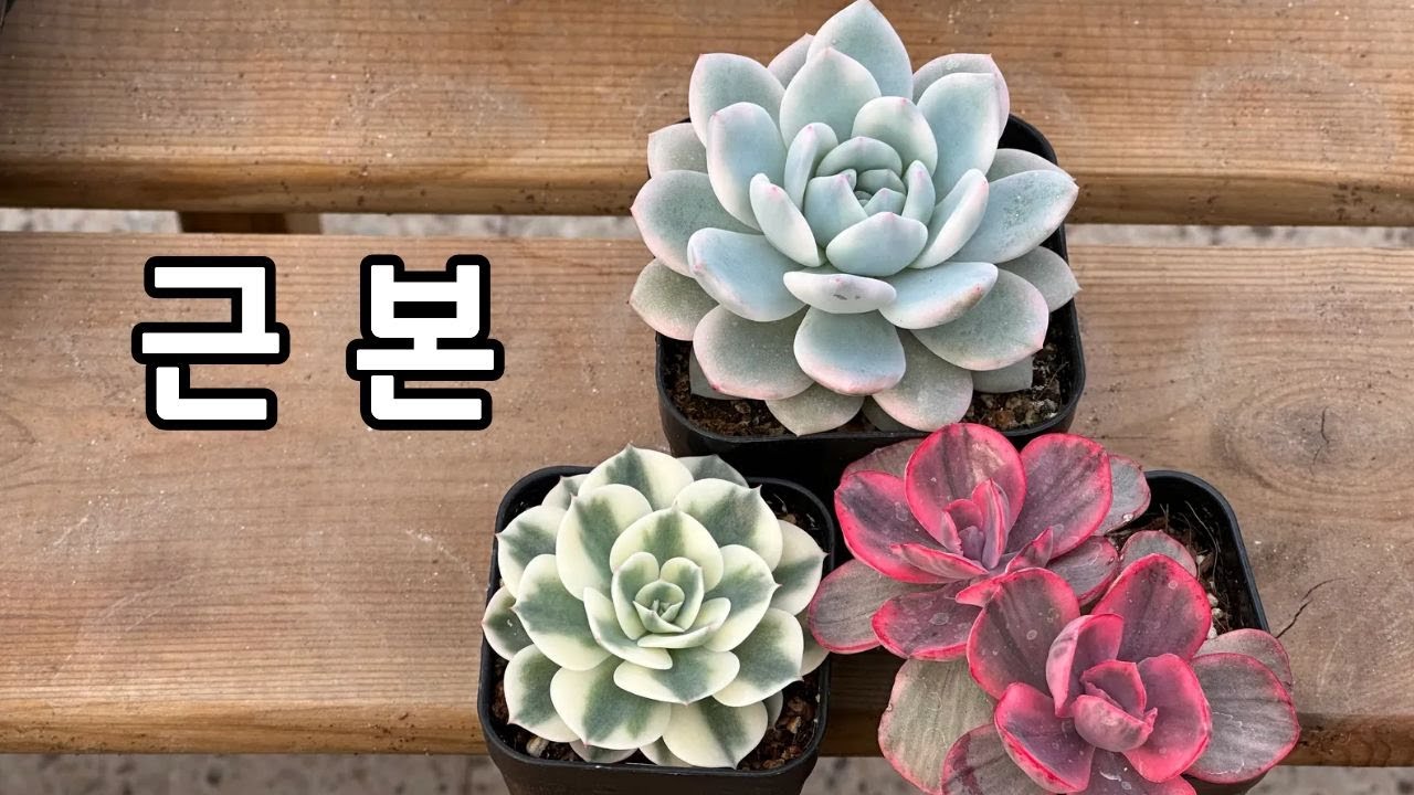 다육이의 '근본' 에케베리아 속 알아보기