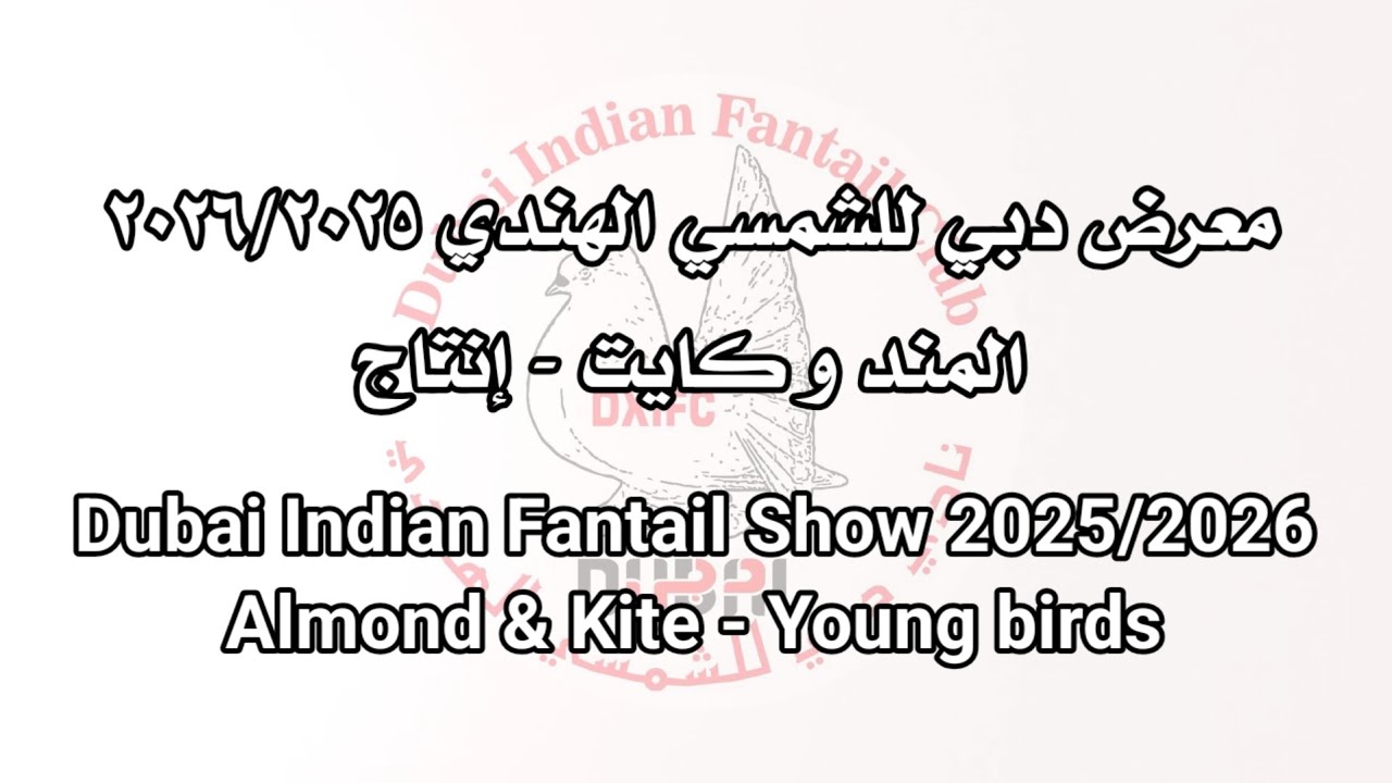 معرض دبي للشمسي الهندي المند وكايت-إنتاج Dubai Indian Fantail Show 2025/2026Almond& Kite-Young birds