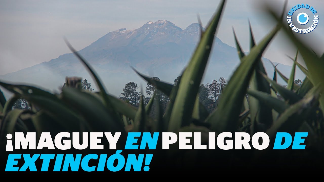La resistencia del maguey y las pulquerías por sobrevivir | Reporte Indigo