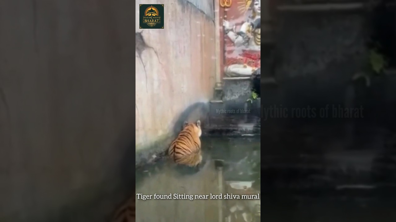 A tiger is found sitting half-submerged in water near Lord Shiva mural in Madhya Pradesh. #tiger