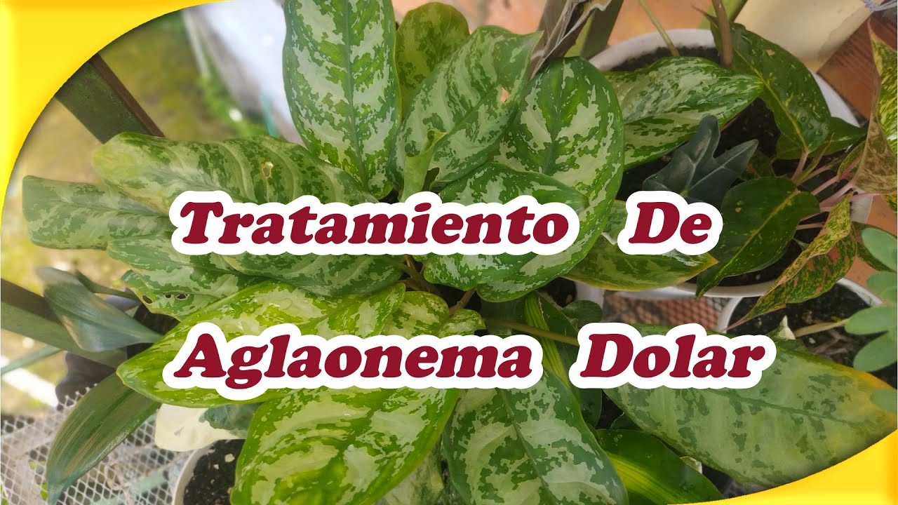 ✔️Como Recuperar Y Tratar Aglaonema Dólar o Militar.