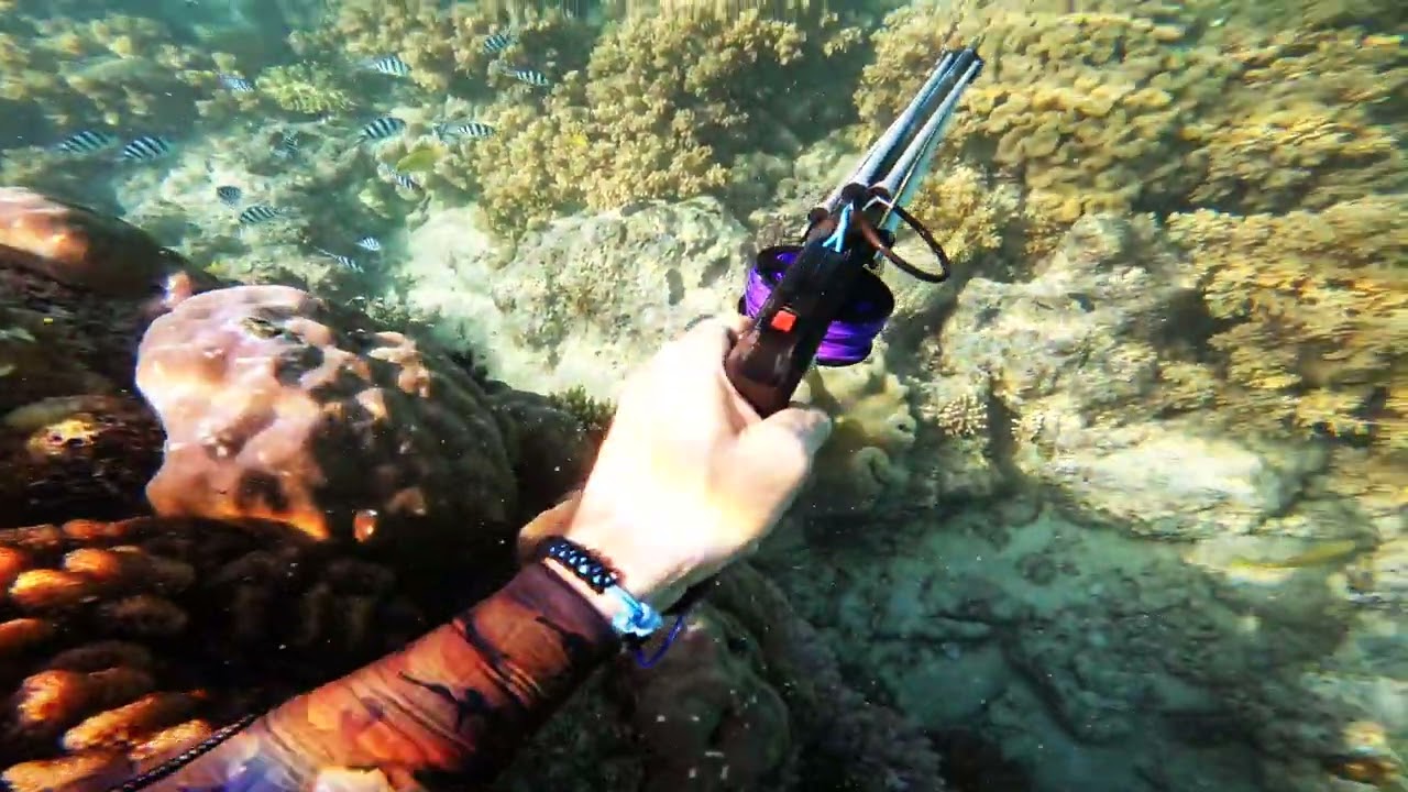 Stoning a Trout with Rob Allen's Black Mamba Evo Rollergun #spearfishing