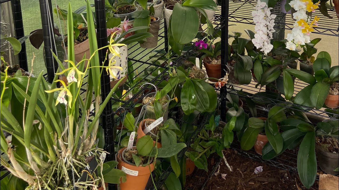 The Most Unpleasant Bloom In The Greenhouse 🤢