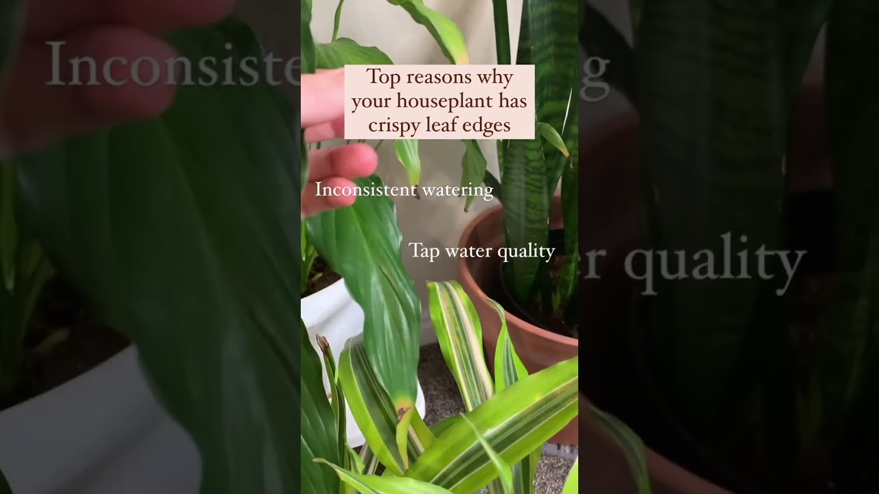 Why houseplants get crispy leaves #houseplants #houseplanttips #plantcare