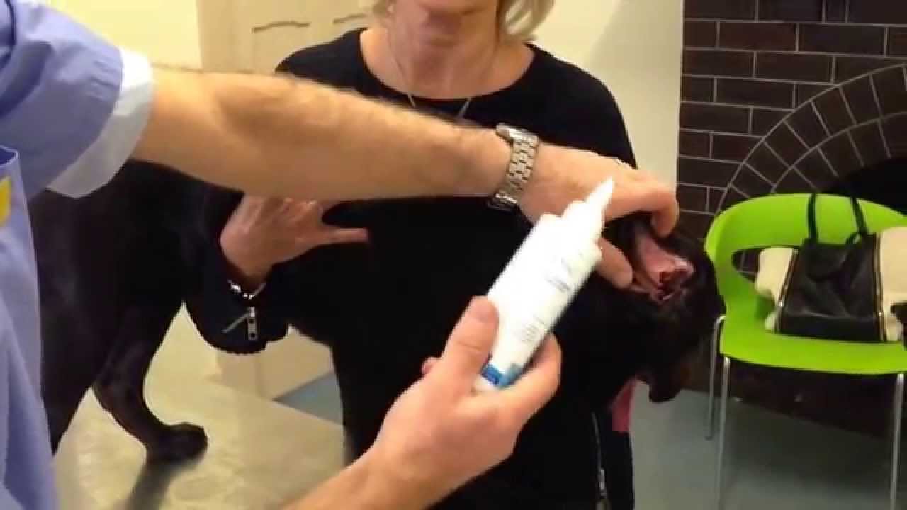 How to clean a dog's ears to remove wax and help prevent ear infections
