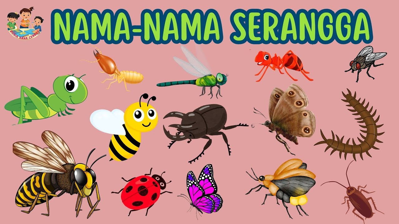 Belajar Mengenal Nama-Nama Serangga - Video Edukasi Anak || Dunia Anak Cerdas