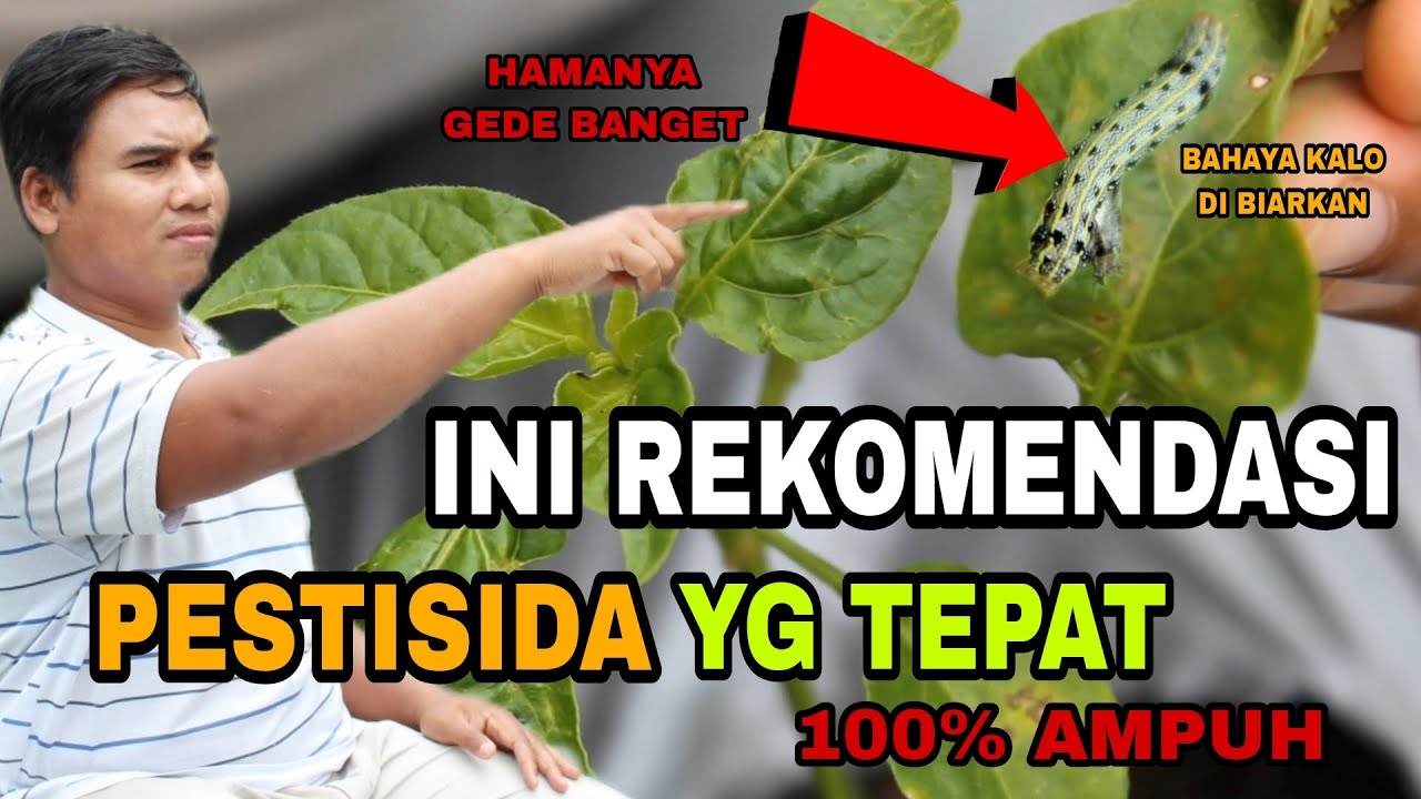 INI REKOMENDASI PESTISIDA UNTUK MEMBASMI HAMA!! cara mengatasi hama tanaman cabe || Mahir Bertani