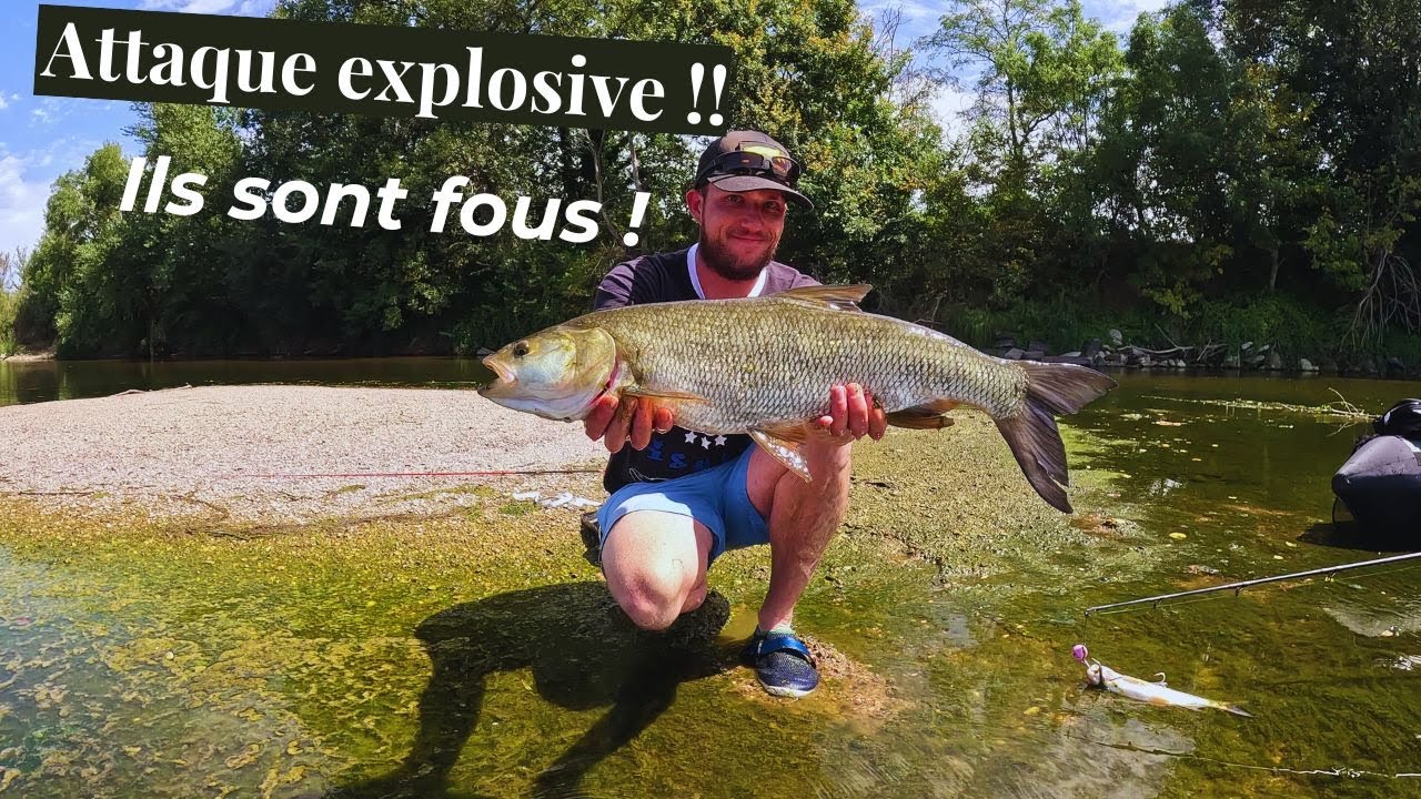 Attaque de dingue en direct ils sont tarés ! Pêche de l'Aspe en LOIRE !