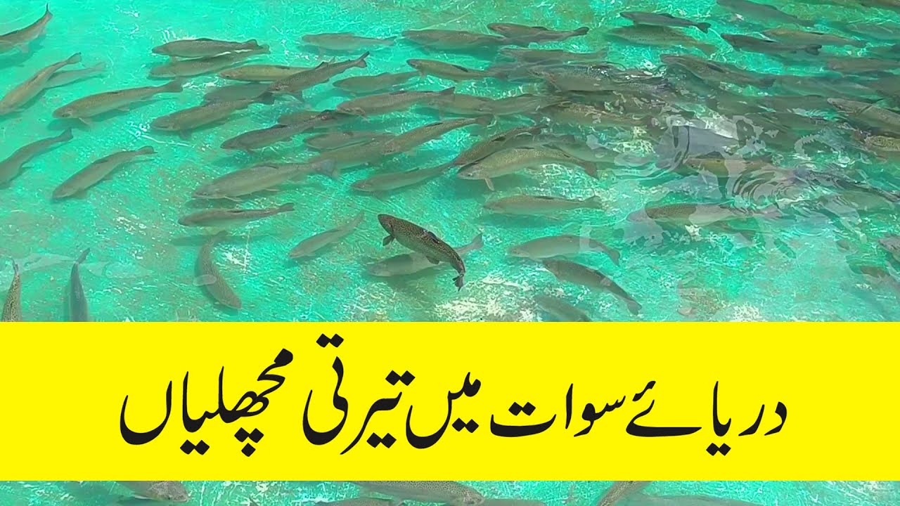 trout fish clear water fishing farming in swat  pakistan