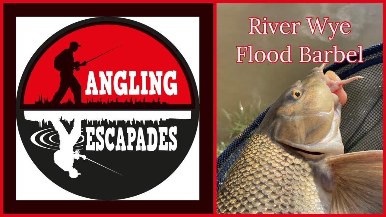 Flooded River Wye Barbel
