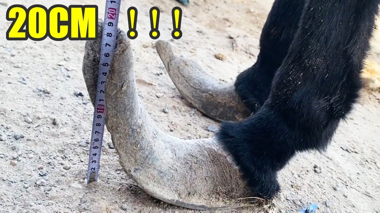 修驢蹄：毛驢遭受7年折磨，蹄子上翹20公分！瘋長長40厘米，老師傅用刀切掉蹄子，毛驢總算脫離苦海【河北小辉姐】