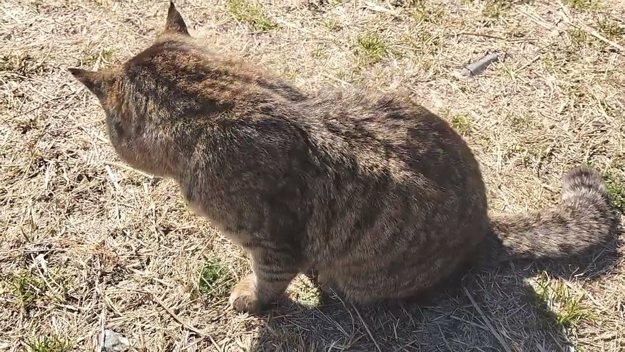 子猫？が寄ってきました。