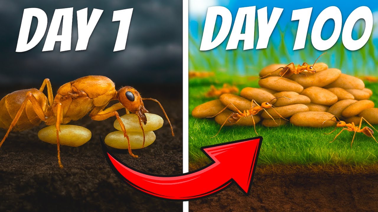 Simulating an Ant Colony For 100 Days