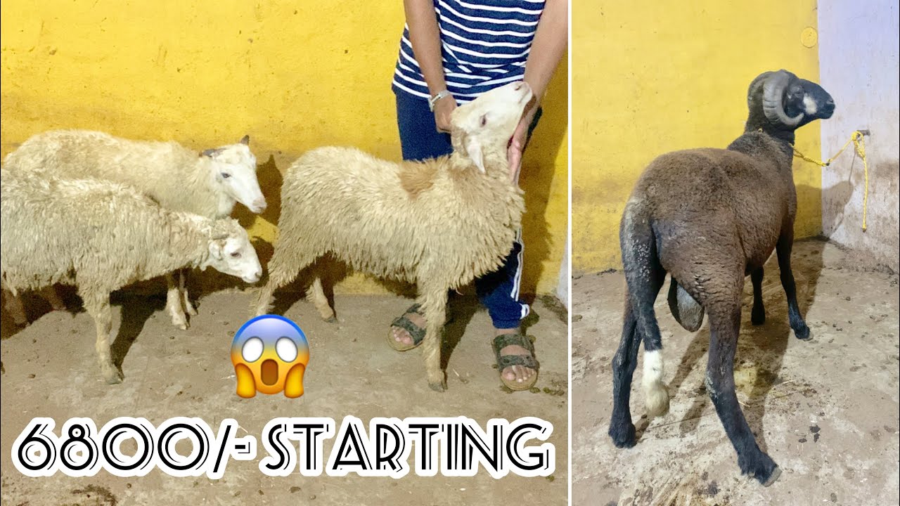 Saste Rampuri Baby Sheep&rsquo;s & Big Size Rampuri Menda available in Hyderabad