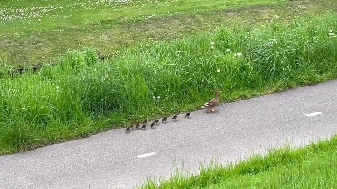 Op weg naar het water