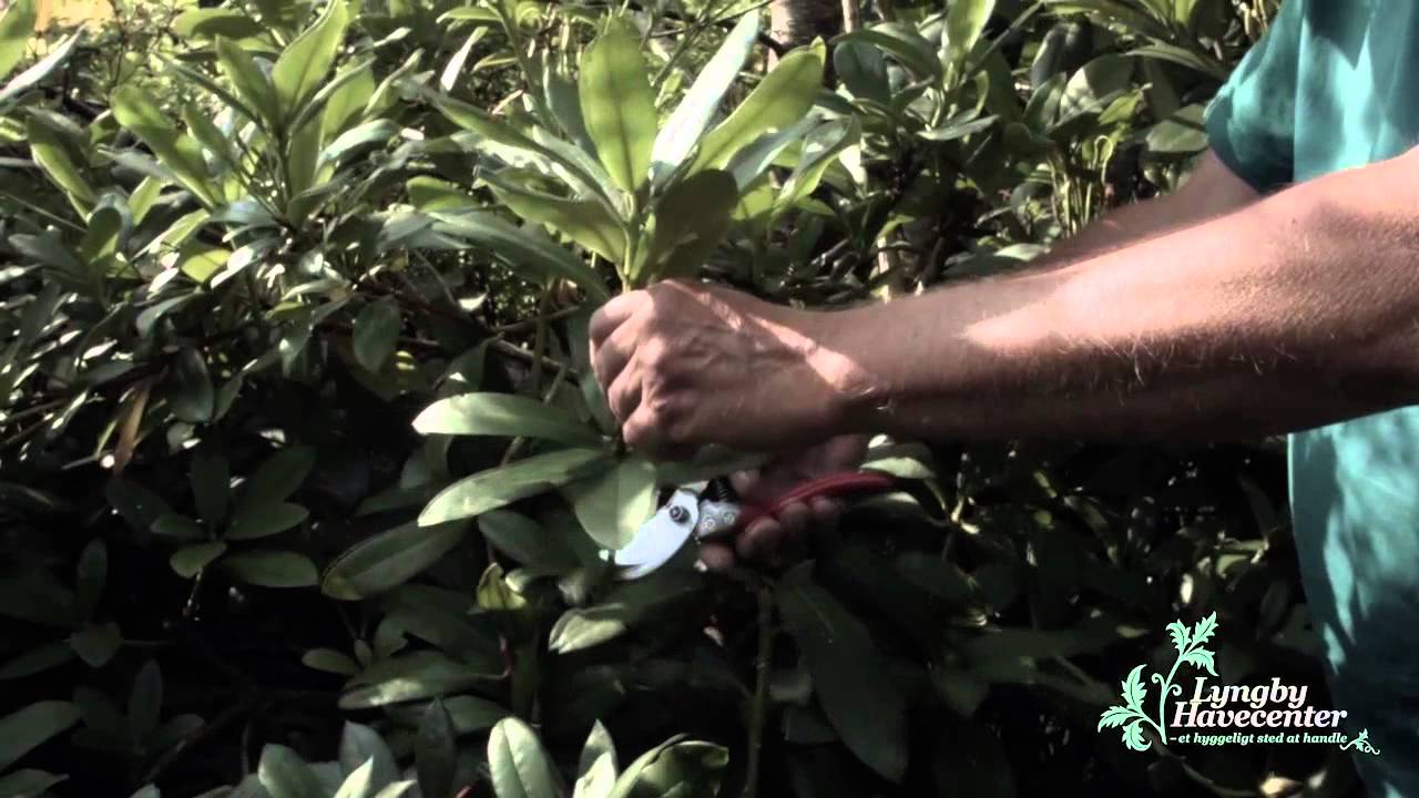Rhododendron besk&aelig;ring