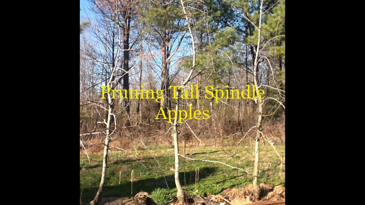 Tall Spindle Apple Pruning