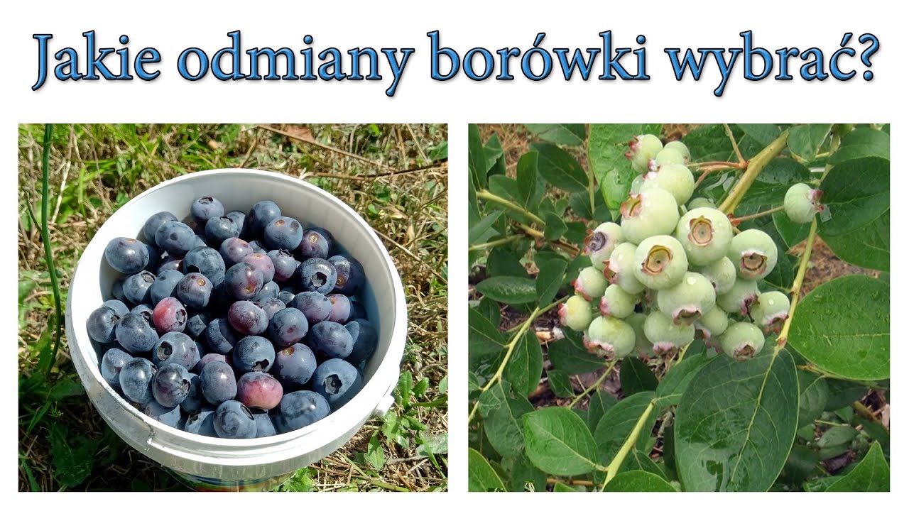 Jakie odmiany borówki wybrać?