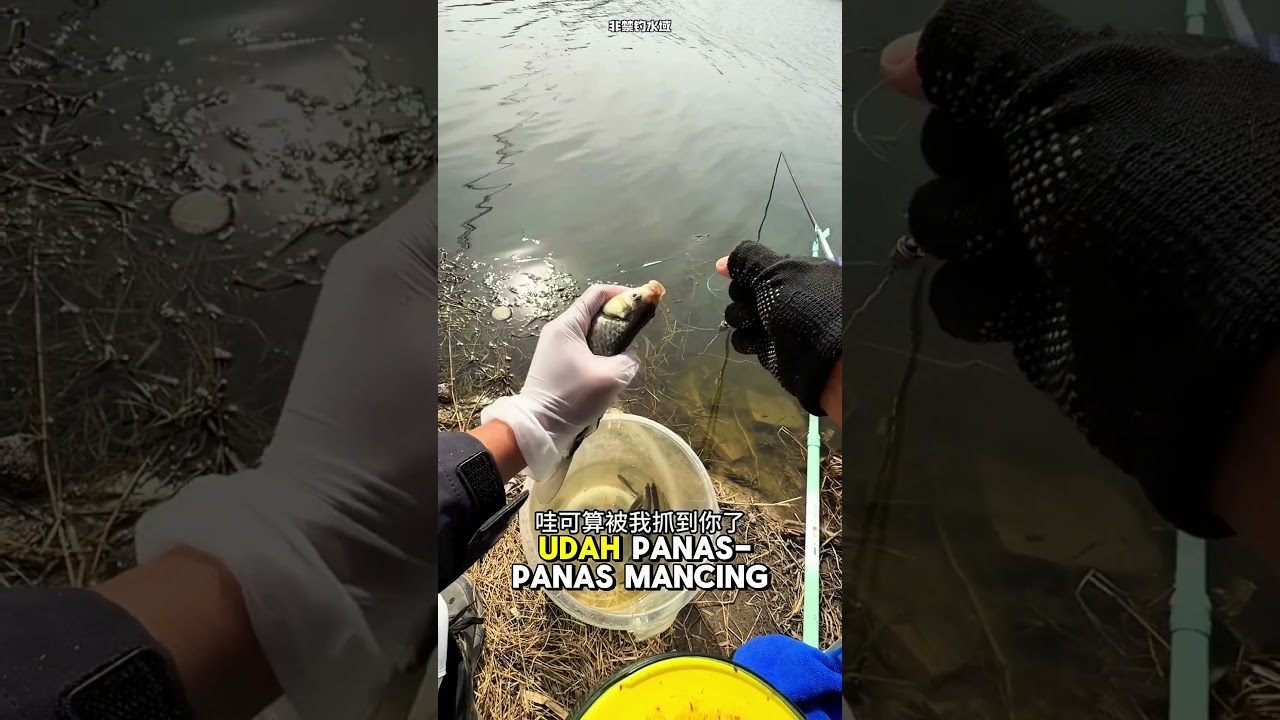 MANCING IKAN MONSTER DI EMPANG 😱🐟🔥#fishing