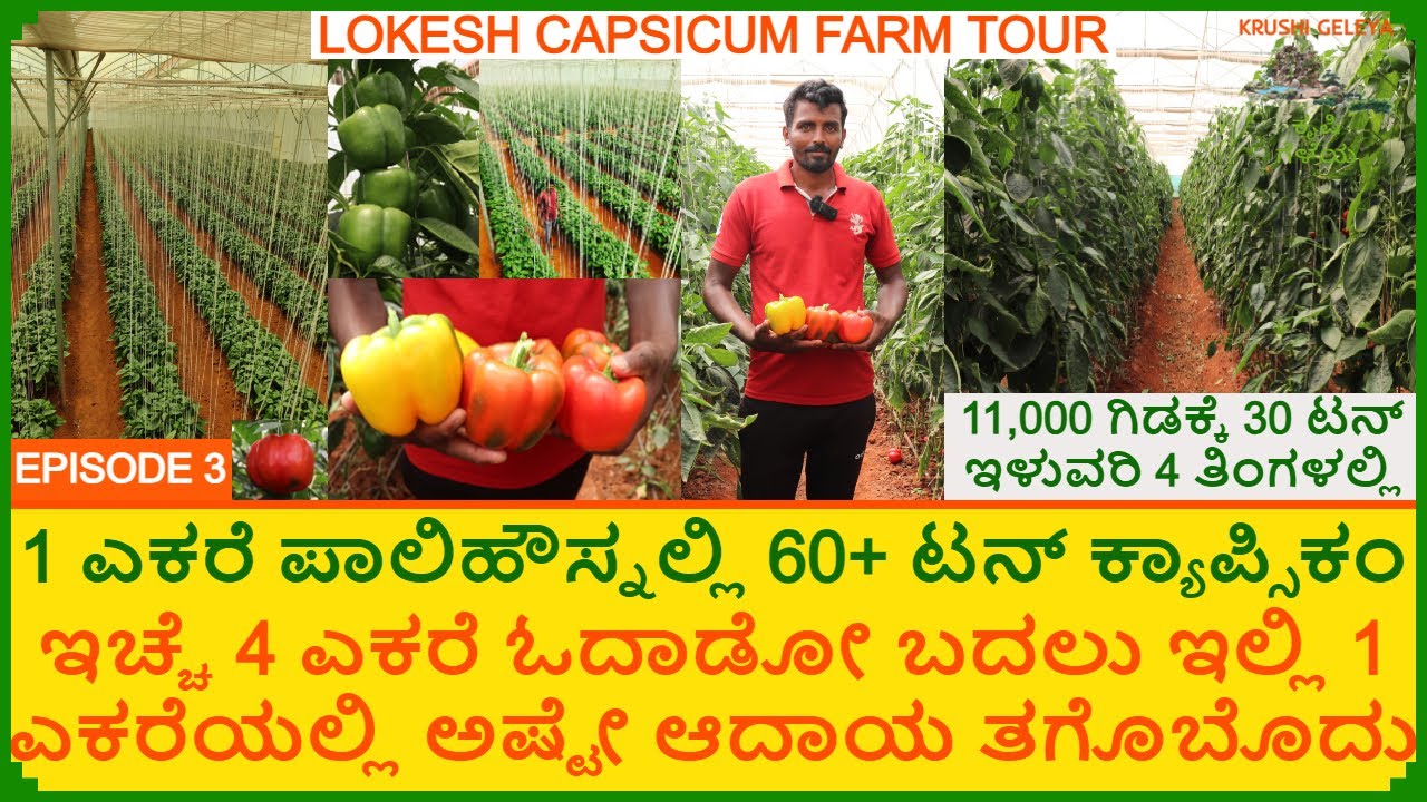 ಕ್ಯಾಪ್ಸಿಕಂ 50₹/Kg ಸಿಕುದ್ರು ಅದು ಲಾಭ | 60+ ಟನ್ ಇಳುವರಿ | 20₹/Kg ಇಂದ 200₹/Kg| Capsicum Farming Karnataka