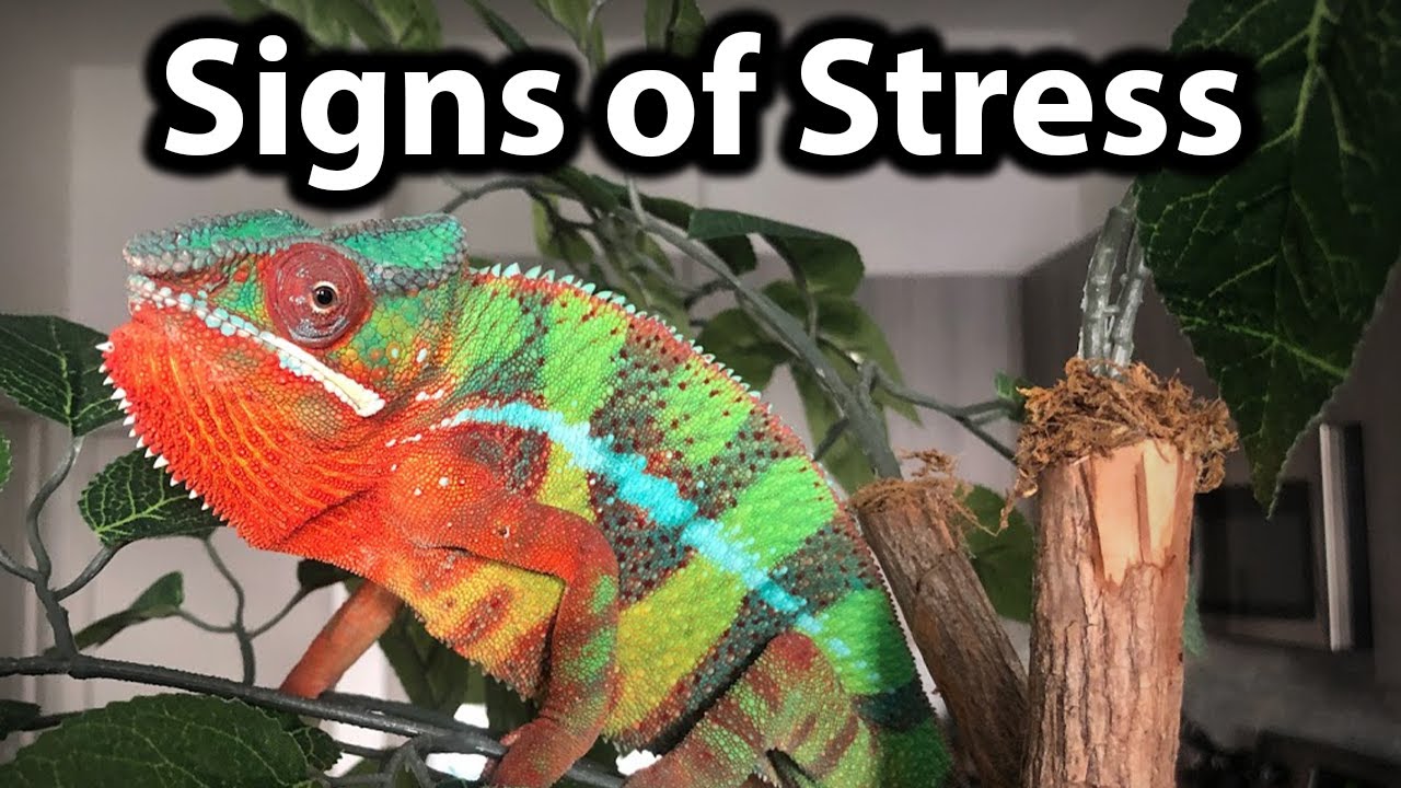 How to tell if a chameleon is stressed