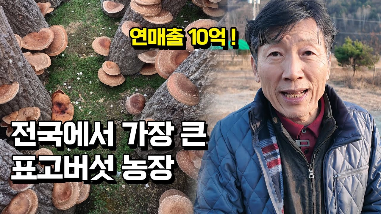 농사 명인이 귀농 초보에게 표고버섯 농사를 적극 추천하는 이유